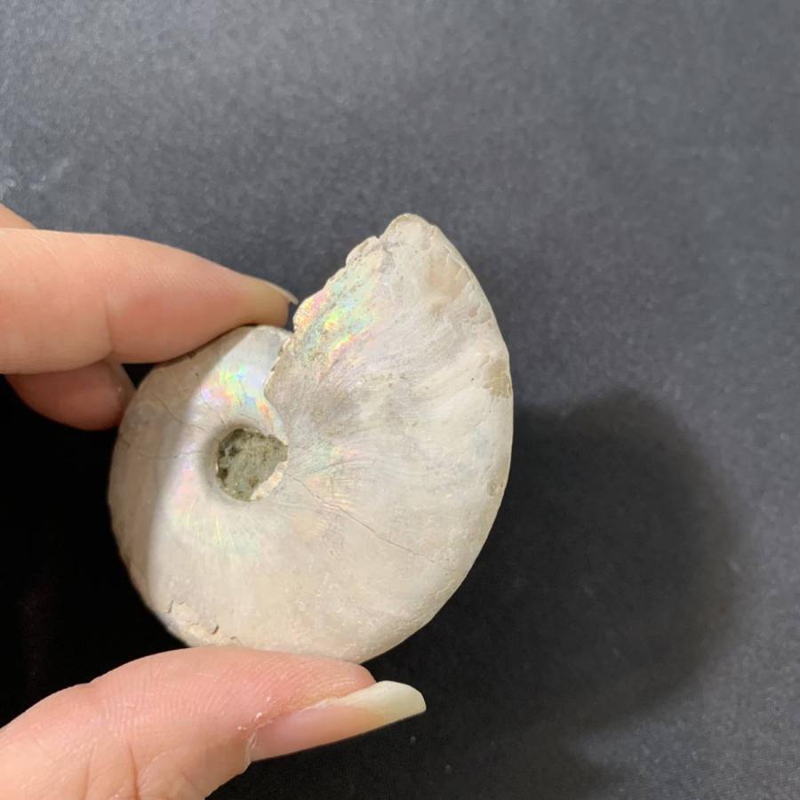 【アンモナイト】大型 虹色の輝き 化石 約548.5g 標本 天然石 インテリア アンモナイト】大型 虹色の輝き 化石 約548.5g 標本 天然石