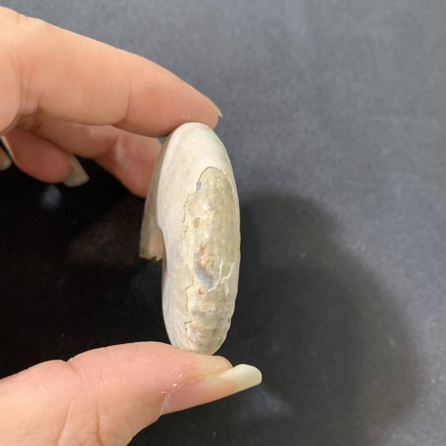No.00148 本物 虹色 アンモナイト化石 アンモナイト 化石 化石標本