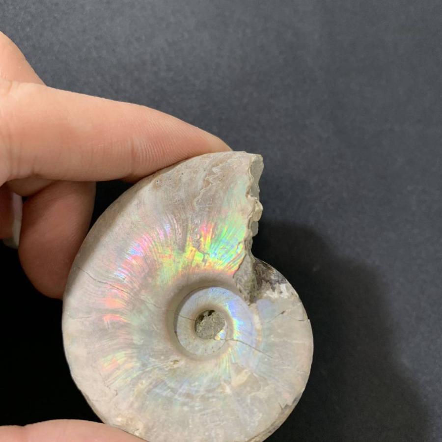 希少 アンモナイト 化石 入手困難 本物 希少 アンモナイト 化石 入手困難 本物 入手困難 ペルー産