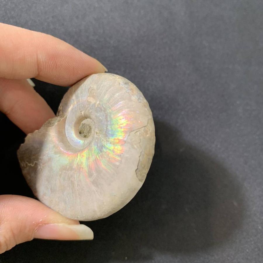 No.00148 本物 虹色 アンモナイト化石 アンモナイト 化石 化石標本