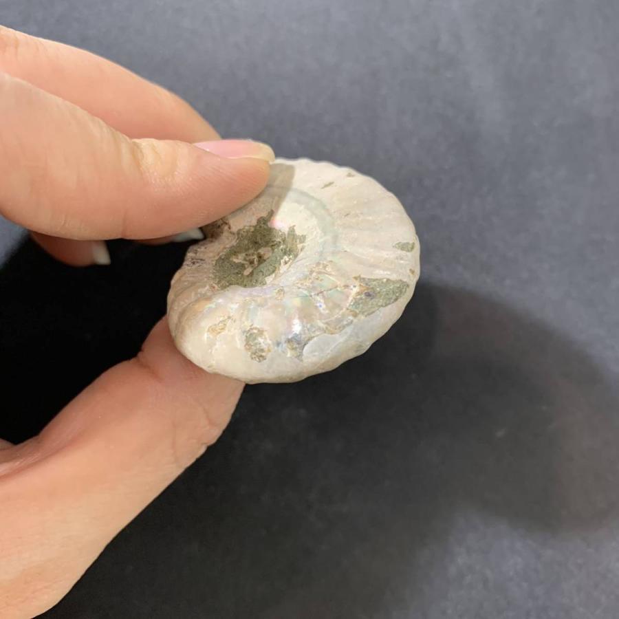 レア ダブルアンモナイト化石 置物 観賞用ルース原石