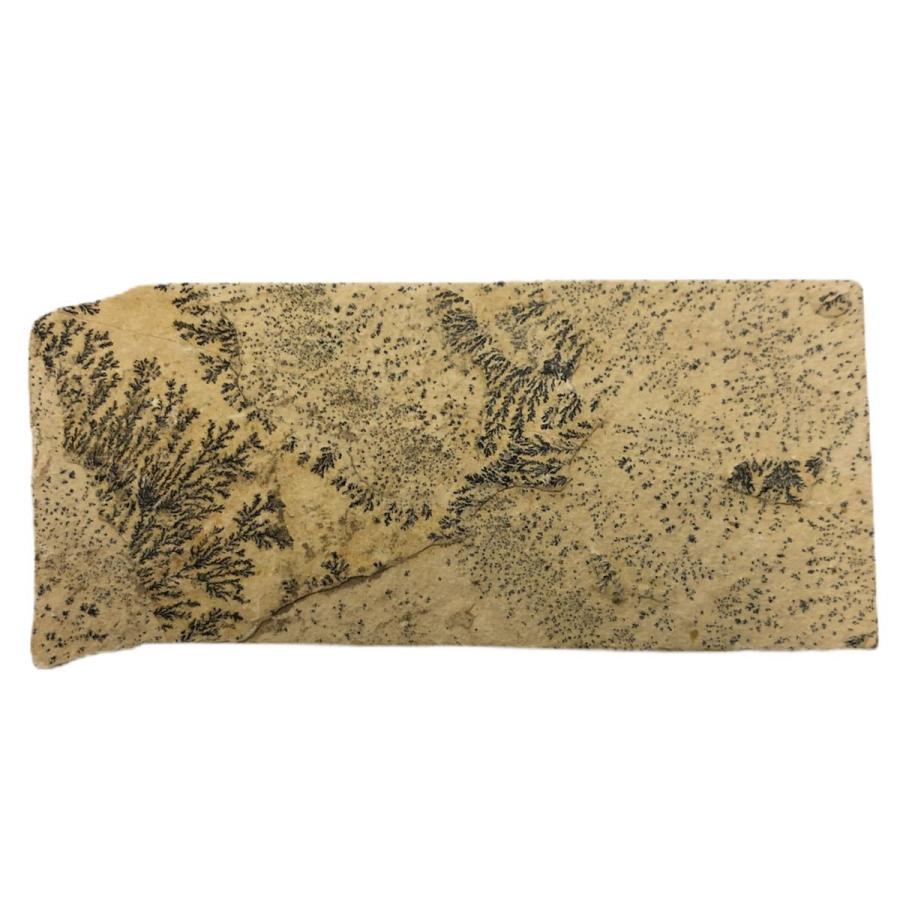 商品no デンドライト 忍石 しのぶ石 忍ぶ石 天然石 鉱物 鉱物標本 パワーストーン 原石 ユカワファニチュアyh 通販 Yahoo ショッピング