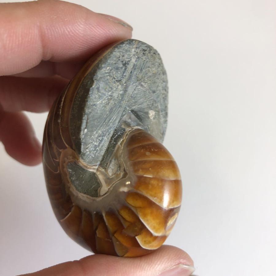 オウムガイ の 殻の商品一覧 通販 Yahoo ショッピング