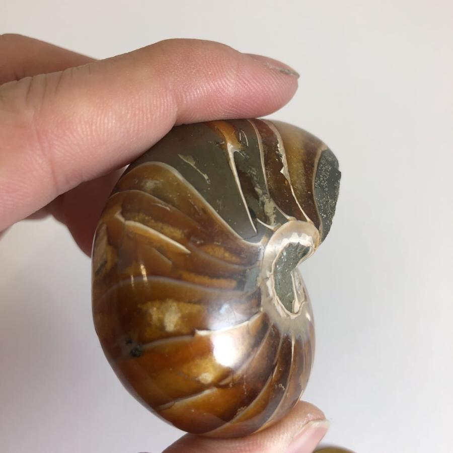 オウムガイ の 殻の商品一覧 通販 Yahoo ショッピング