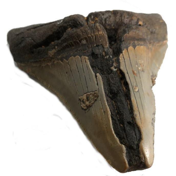 No 4172 メガロドンの歯化石 メガロドン 化石 恐竜 サメ メガロドンの歯 本物 巨大 鮫 化石標本 標本 4172 ユカワファニチュアyh 通販 Yahoo ショッピング