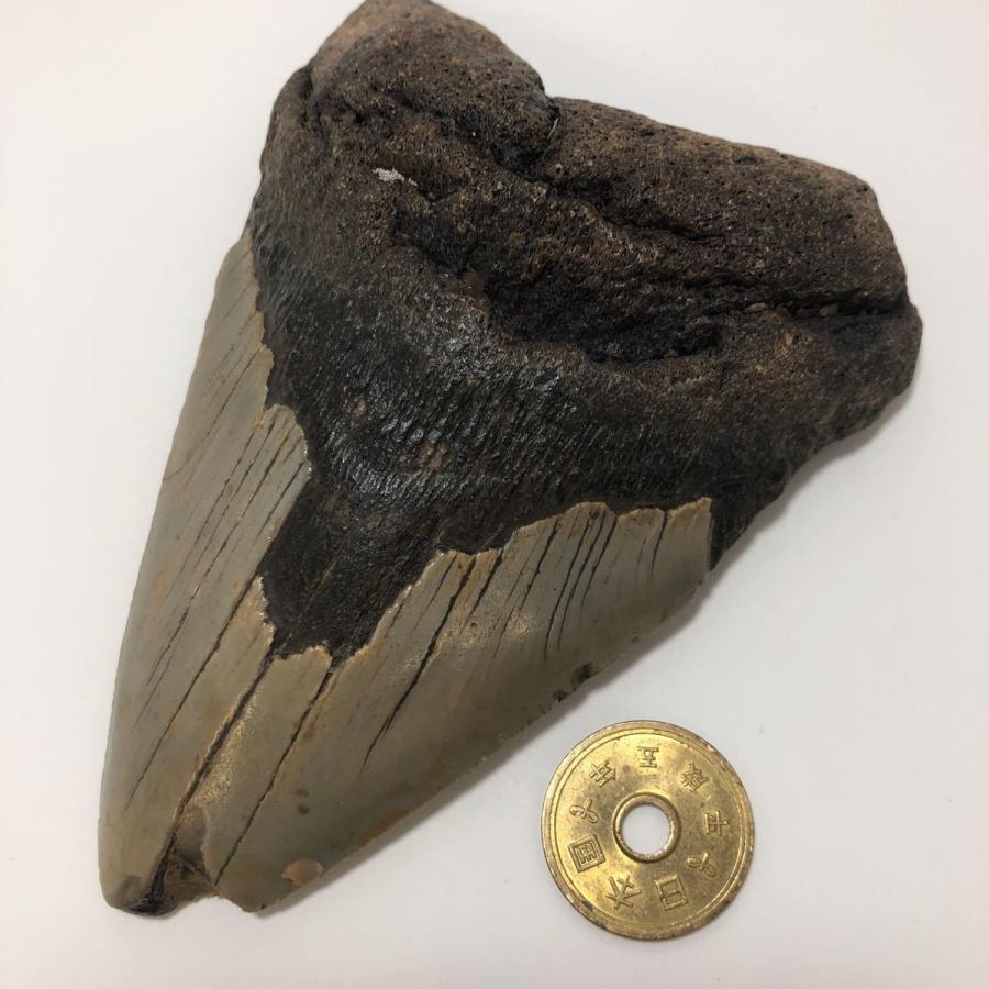 No 55 メガロドンの歯化石 メガロドン 化石 恐竜 サメ メガロドンの歯 本物 巨大 鮫 化石標本 標本 55 ユカワファニチュアyh 通販 Yahoo ショッピング