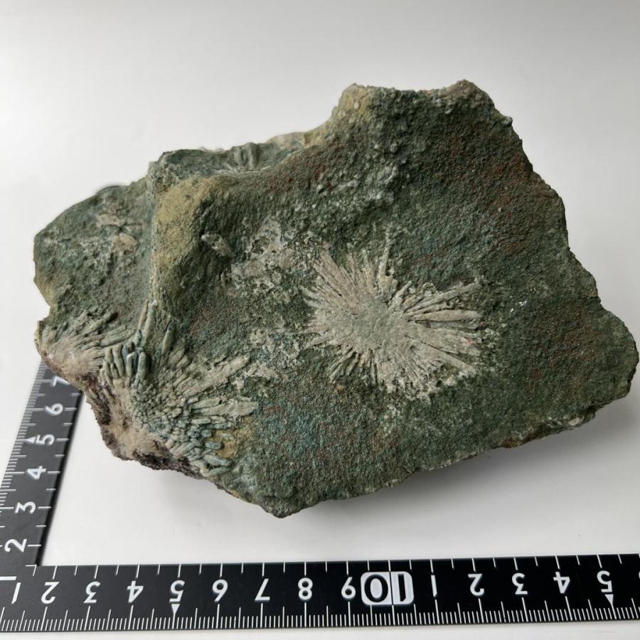 No.【EN21485】岐阜県 菊花石 / 日本産鉱物 邦産 鉱物 天然石 国産