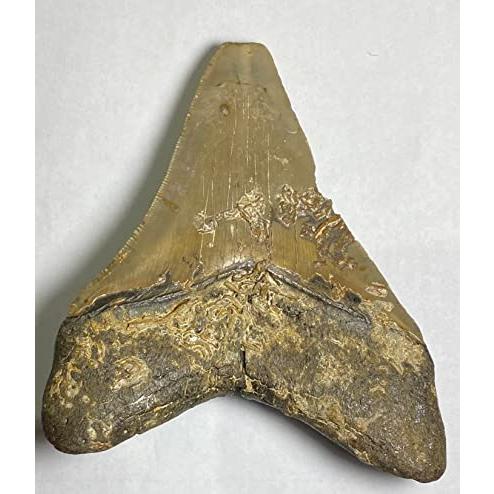 No.k84 メガロドンの歯化石  メガロドン 化石 恐竜 サメ メガロドンの歯 本物 巨大 鮫 化石標本 標本｜yukawafnt｜03