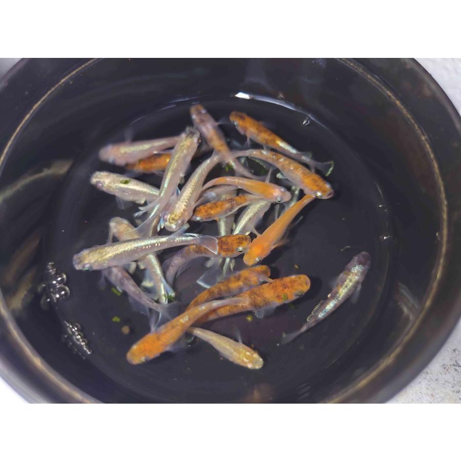 高級MIXメダカ 稚魚・幼魚 10匹＋α 無選別 ラメ・幹之・マリンブルー 