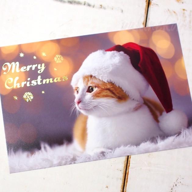 猫のポストカード クリスマスカード Merry Christmas 茶トラ白 Xmasカード 猫雑貨 猫グッズ ネコ雑貨 ねこ柄 キャット Actc Cmp 345 猫雑貨の雪猫屋 通販 Yahoo ショッピング
