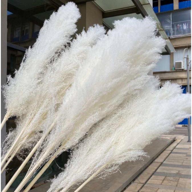 パンパスグラス 70 90cm 5本 マート ナチュラルベージュ