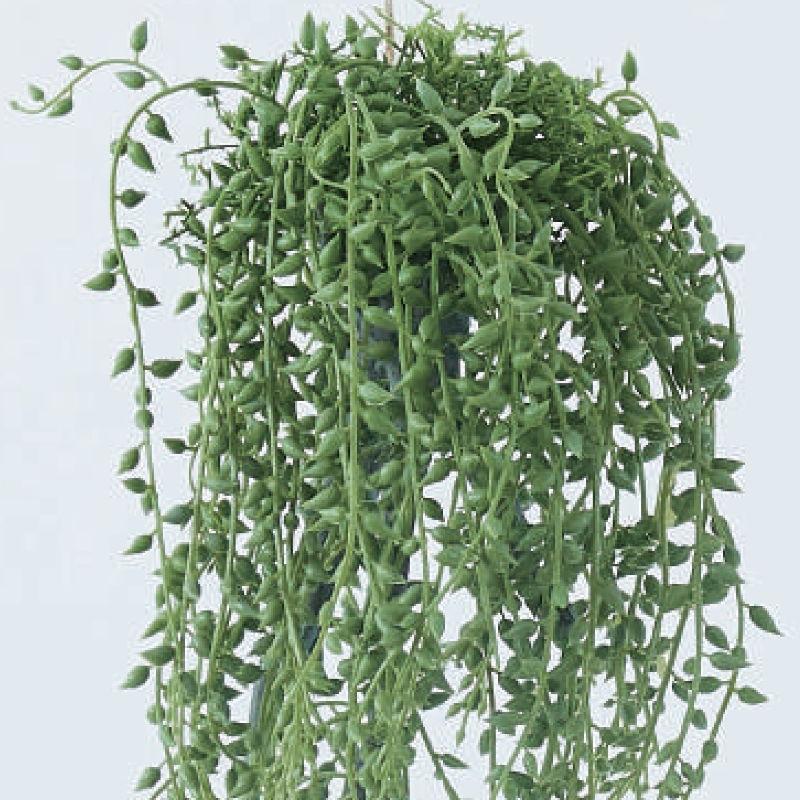 人工観葉植物 グリーンネックレス 着生 52 （12個入り） 991270 （代引き不可） p107_2