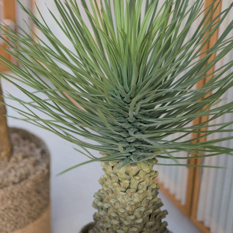 人工観葉植物 ユッカ ロストラータ ポット 91 （1個入り） 991960 （代引き不可） p59_3