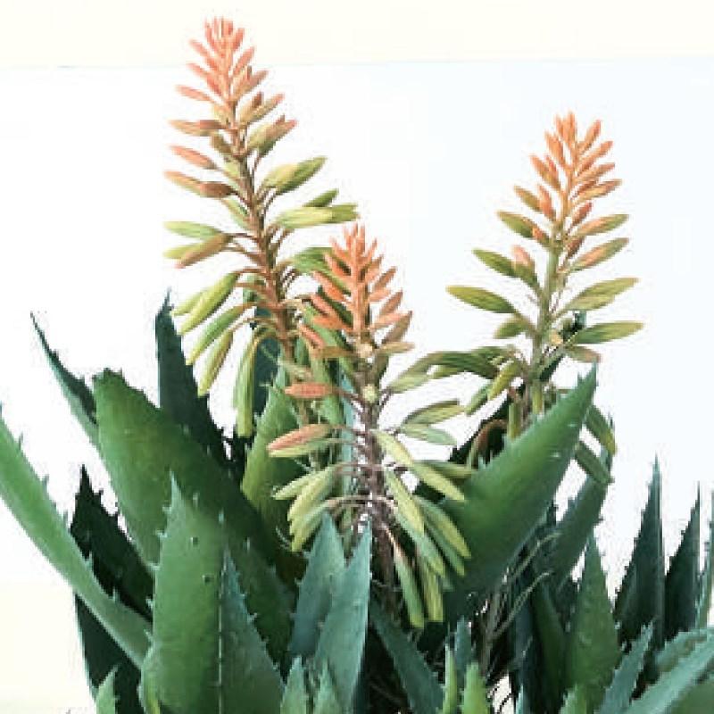 人工観葉植物 アロエ ピンク 花 ポット42 （2個入り） 992480 （代引き不可） p71の画像