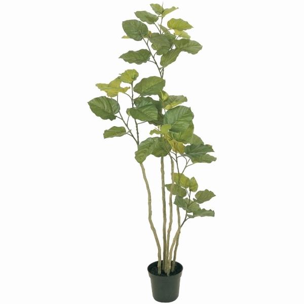 人工観葉植物 ウンベラータ 光触媒加工 高さ165cm （P201-zv5227) （代引き不可）
