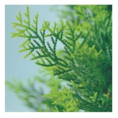 人工観葉植物 ヒバ 90 ポット付き 高さ90cm （P81-91404) （代引き不可）_1