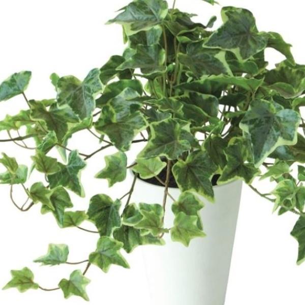 人工観葉植物 グレイシアアイビー ポット付き 高さ35cm （P105-91845) （代引き不可）_1