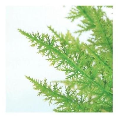 人工観葉草木 ゴールドクレストツリー 110 ポット付き添い人 高さ110珊 （P81-98838) （代引っ張ること不可）