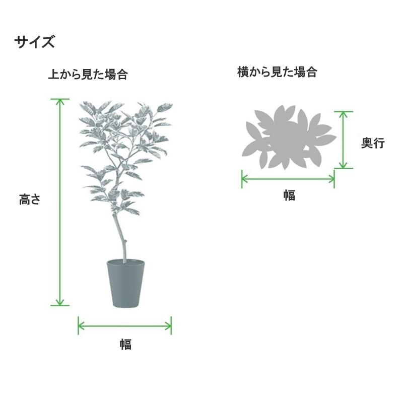 人工観葉植物 ウンベラータ 2本立 FST 120 ポット付き 高さ120cm （P43-98920) （代引き不可）_2