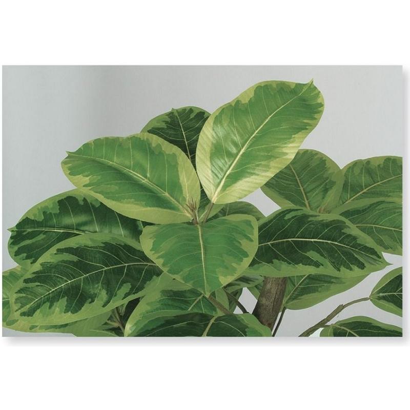 人工観葉植物 アルテシマ 株立 FST 150 ポット付き 高さ150cm （P48-98942) （代引き不可）_2