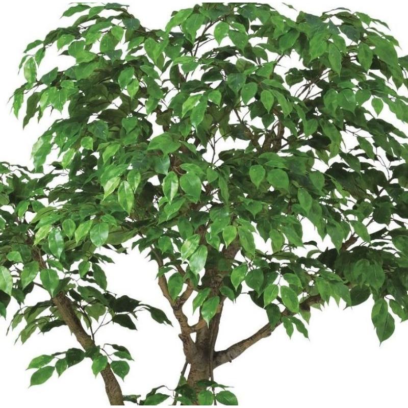 人工観葉植物 ベンシャミナスプラッシュ コアッド 230 ポット付き 高さ230cm （P13-99355) （代引き不可）_1