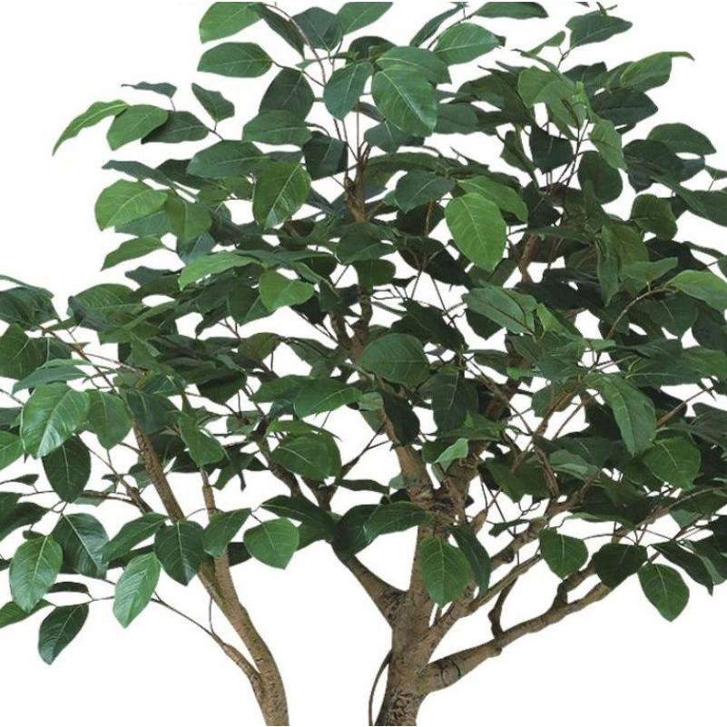 人工観葉植物 ベンガルボダイジュ コアッド 230 ポット付き 高さ230cm （P12-99365) （代引き不可）_1
