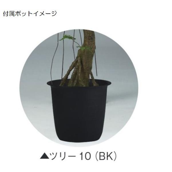人工観葉植物 ベンガルボダイジュ コアッド 230 ポット付き 高さ230cm （P12-99365) （代引き不可）_2