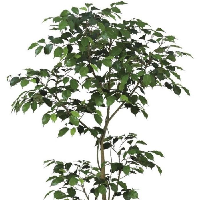 人工観葉植物 ベンジャミン FST 150 ポット付き 高さ150cm （P55-99383) （代引き不可）_1