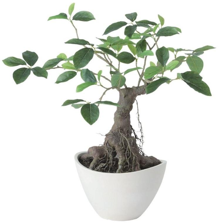 人工観葉植物 ガジュマル ボウル ポット付き 高さ50cm （P121-99524