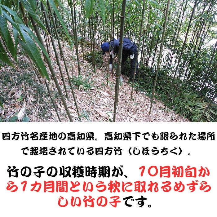 66 以上節約 送料無料 季節限定 産地直送 土佐山産の四方竹がzip で取上げられました 高知県 四方竹の水煮 氷詰 2kg 四方竹 竹の子 たけのこ タケノコ 筍 秋 旬 水煮 生 Aynaelda Com