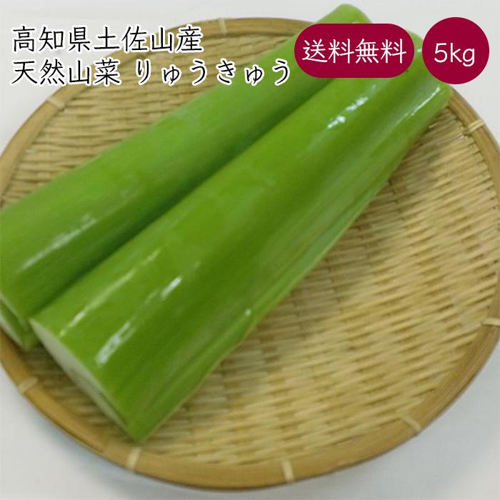送料無料 季節限定 産地直送 22年度の予約販売開始 りゅうきゅう はす芋 高知県土佐山産 5kg 新品
