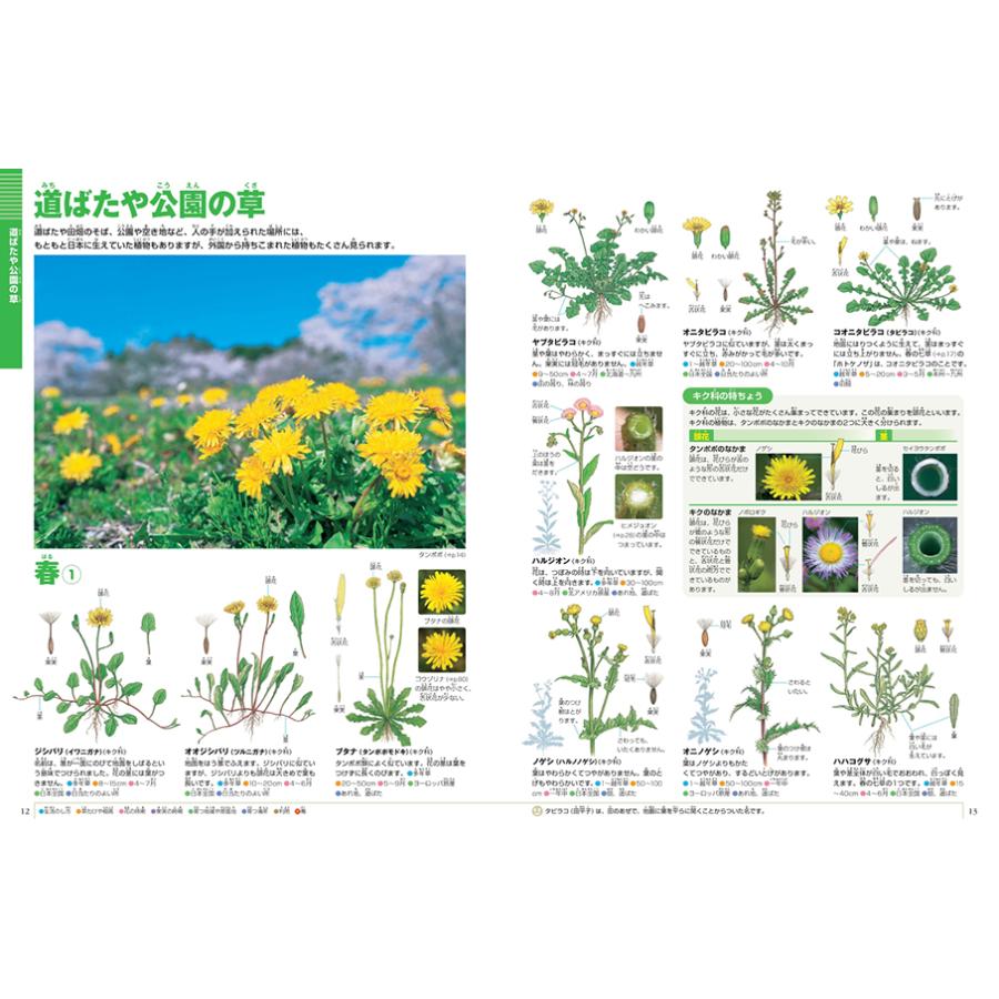 小学館の図鑑NEO［新版］植物 DVDつき（収納BOX付・送料無料・条件有
