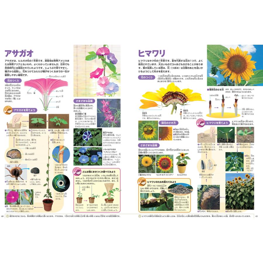 小学館の図鑑NEO［新版］植物 DVDつき（収納BOX付・送料無料・条件有