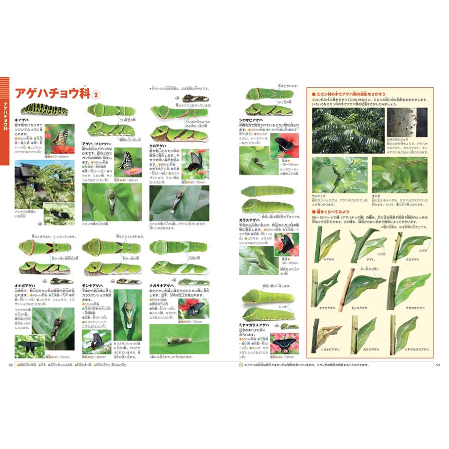 小学館の図鑑 NEO イモムシとケムシ　DVDつき　チョウ・ガの幼虫図鑑（収納BOX付・送料無料・条件有）｜yumetamago｜05