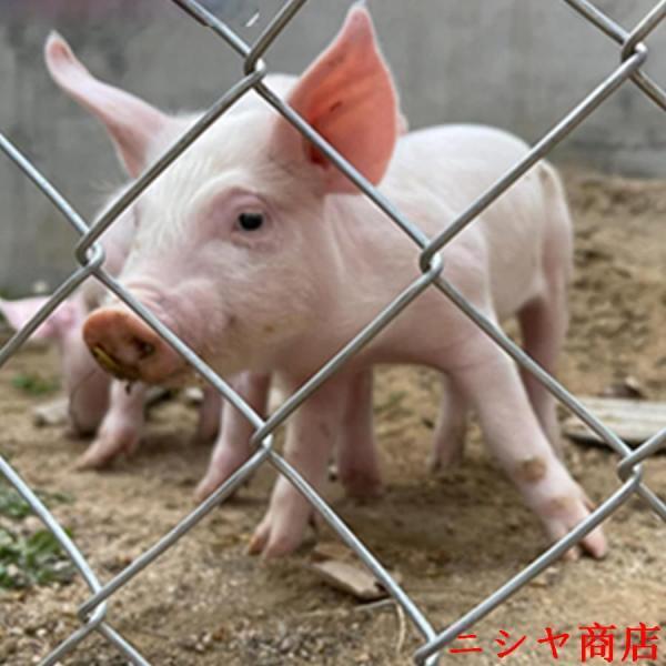 金網フェンス 金属網 防護ネット ワイヤー亜鉛メッキチェーンリンクフェンスヘビーデューティ再利用可能な庭フェンスロール 家禽ネット用 圏地養殖 防護フェンの画像