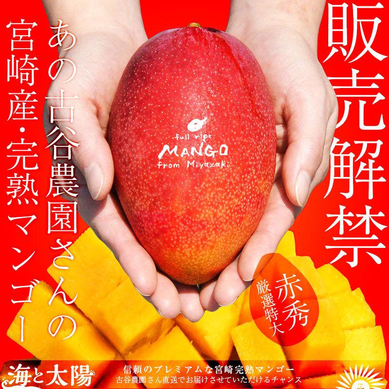 ☆ネコちゃん☆農家直送宮崎完熟マンゴー2.54kg 6個アーウィン種 ☆ネコちゃん様専用☆農家直送宮崎完熟マンゴー2.54kg 6個アーウィン