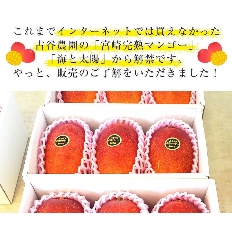 古谷農園 宮崎完熟マンゴー 赤秀 送料無料 宮崎県産 贈答 お中元 