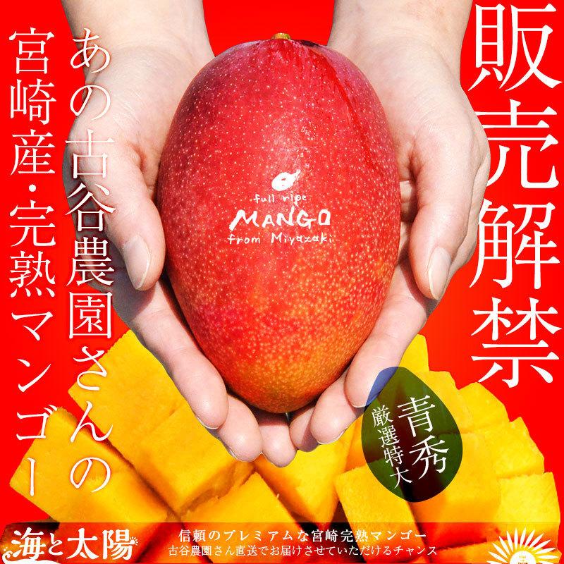 宮崎産摘マンゴー 【公式通販】