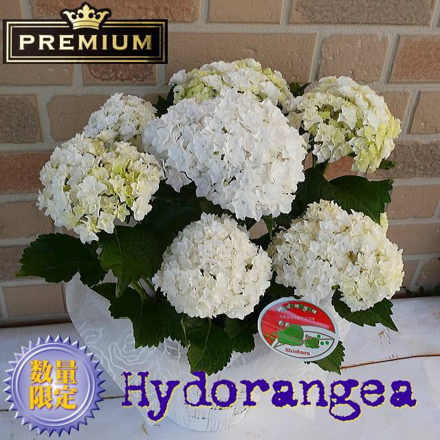 母の日 21 花 ギフト アジサイ プレゼント 紫陽花 鉢植え 塩原さん オリジナル 新品種 希少 プレミアム 白 八重 てまり咲き 5号鉢 鉢カバー入り Aj 0101 ヤーミーyahoo 店 通販 Yahoo ショッピング