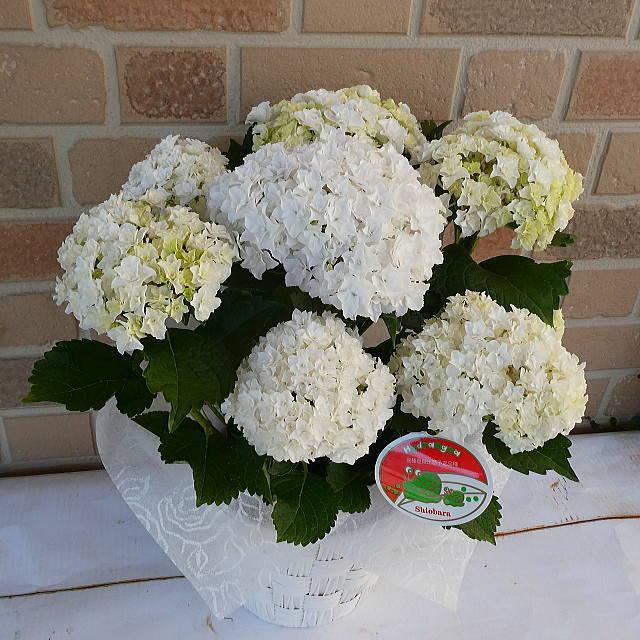 母の日 21 花 ギフト アジサイ プレゼント 紫陽花 鉢植え 塩原さん オリジナル 新品種 希少 プレミアム 白 八重 てまり咲き 5号鉢 鉢カバー入り Aj 0101 ヤーミーyahoo 店 通販 Yahoo ショッピング
