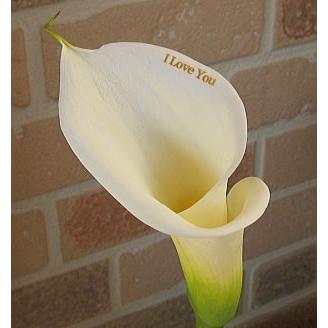 誕生日や結婚記念日のプレゼントに花びらメッセージ入り 彼女が大好きなカラーの花束 ウェディングマーチ B 006 フラワーギフトのヤーミーyahoo 店 通販 Yahoo ショッピング