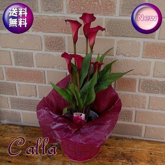 母の日 22 花鉢 新品種 カラー 赤 深紅 花 プレゼント ステキ ギフト 80代 70代 60代 鉢植え 逸品 上品 おしゃれ 豪華 高級 トーキョー ５号 鉢カバー C 008 フラワーギフトのヤーミーyahoo 店 通販 Yahoo ショッピング