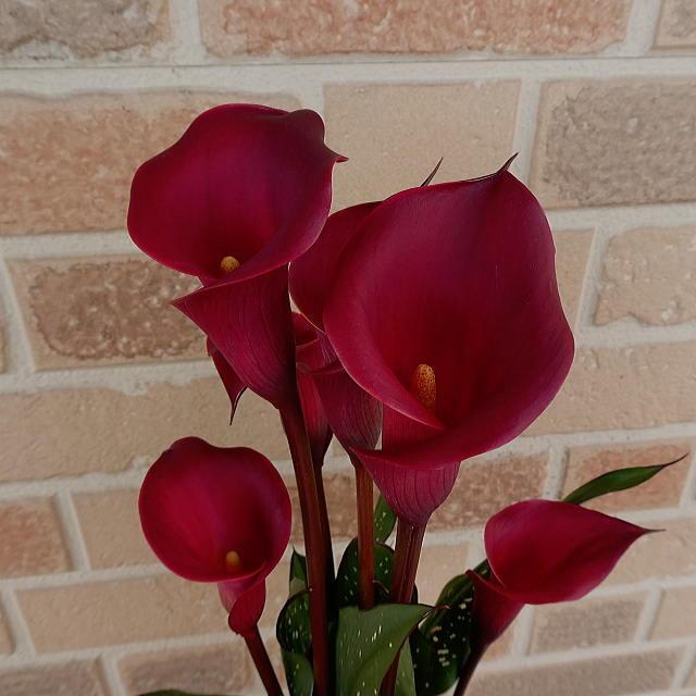 母の日 22 花鉢 新品種 カラー 赤 深紅 花 プレゼント ステキ ギフト 80代 70代 60代 鉢植え 逸品 上品 おしゃれ 豪華 高級 トーキョー ５号 鉢カバー C 008 フラワーギフトのヤーミーyahoo 店 通販 Yahoo ショッピング