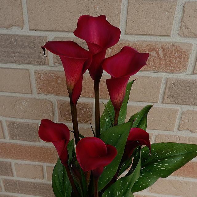 母の日 22 花鉢 新品種 カラー 赤 深紅 花 プレゼント ステキ ギフト 80代 70代 60代 鉢植え 逸品 上品 おしゃれ 豪華 高級 トーキョー ５号 鉢カバー C 008 フラワーギフトのヤーミーyahoo 店 通販 Yahoo ショッピング