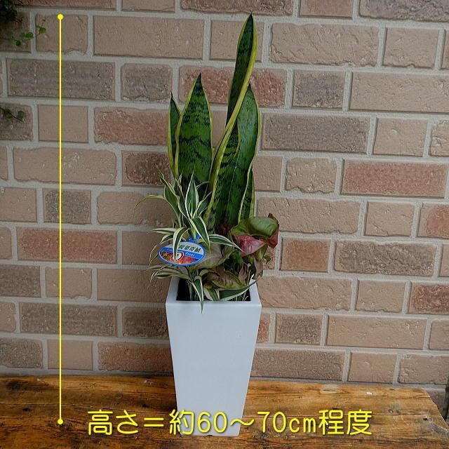 観葉植物 おしゃれ ギフト お祝い 花 プレゼント 寄せ植え 開店祝い 誕生日 陶器鉢入り スクエアホワイト サンセベリア mix｜yummy｜02