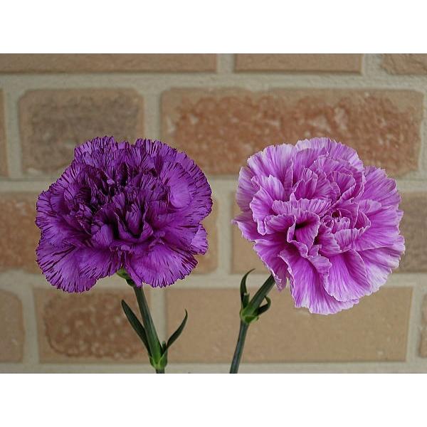 母の日 花 プレゼント 2022 おしゃれ ギフト 素敵 カーネーション ムーンダスト ハローキティ コラボ 記念 カード付き 青 フラワーアレンジメント RANMA |  | 07