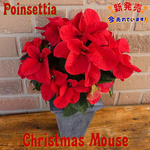 クリスマス プレゼント 花 鉢植え お歳暮 21 開店祝い 誕生日 クリスマスマウス お祝い 即出荷 かわいい 4号 ポインセチア オシャレ 鉢カバー付き