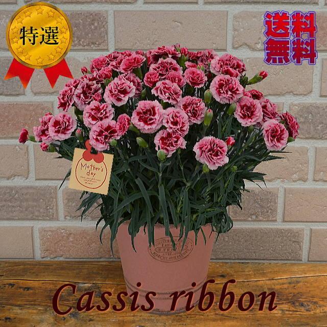 母の日 花鉢 プレゼント 22 花 ギフト 素敵 豪華 高級 カーネーション プレゼント 80代 70代 60代 逸品 鉢植え おしゃれ カシスリボン ５号 ブリキ 鉢カバー P 014 フラワーギフトのヤーミーyahoo 店 通販 Yahoo ショッピング