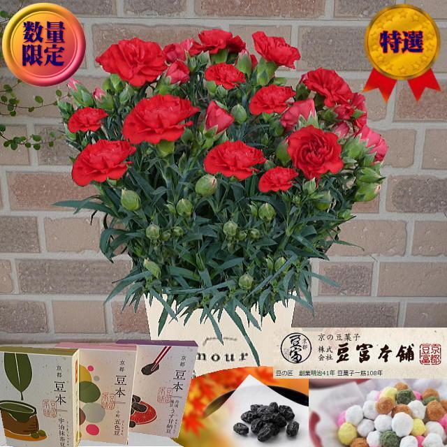 母の日 22 プレゼント 花 ギフト カーネーション 逸品 可愛い 鉢植え 赤 4号 長持ち おしゃれ ブリキ 鉢カバー スイーツ お菓子 豆冨本舗 選べる 豆本 セット P 032 フラワーギフトのヤーミーyahoo 店 通販 Yahoo ショッピング