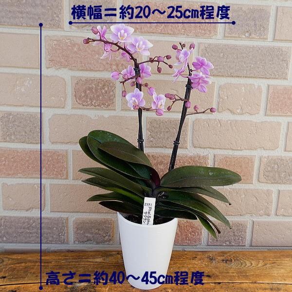 ☆胡蝶蘭☆ファレノプシス☆ミディー☆蘭工房☆訳あり☆ミックス10ポットセット☆ ☆胡蝶蘭☆ファレノプシス☆ミディー☆蘭工房☆訳あり☆希少☆10ポット